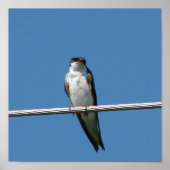 Barn Swallow Poster (Vorne)