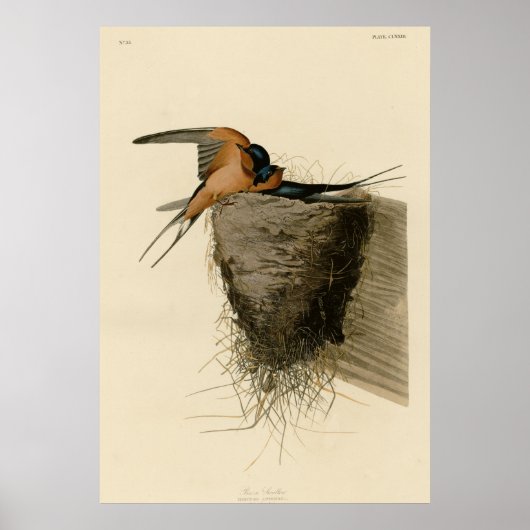 Barn Swallow Poster (Vorne)