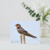 Barn Swallow Postkarte (Stehend Vorderseite)
