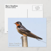 Barn Swallow Postkarte (Vorne/Hinten)