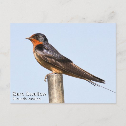 Barn Swallow Postkarte (Vorderseite)