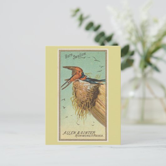 Barn Swallow Postkarte (Stehend Vorderseite)