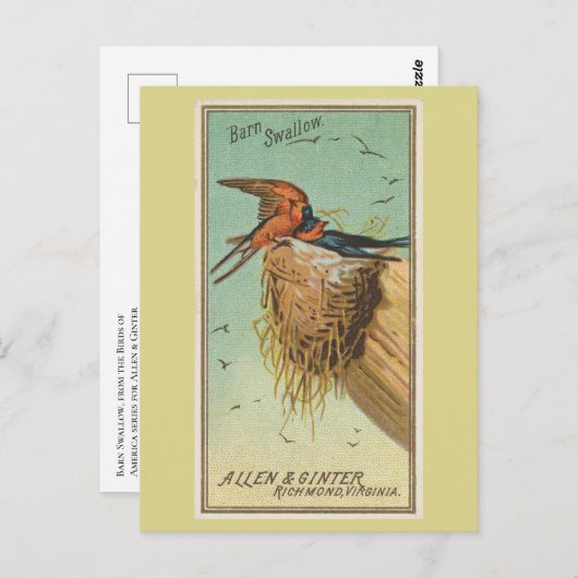 Barn Swallow Postkarte (Vorne/Hinten)