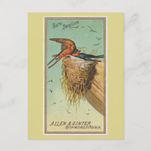 Barn Swallow Postkarte