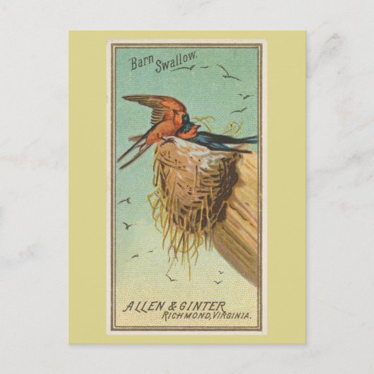 Barn Swallow Postkarte (Vorderseite)