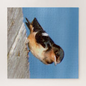 Barn Swallow Puzzle (Horizontal)