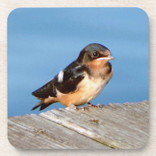 Barn Swallow Set von 6 Untersetzer