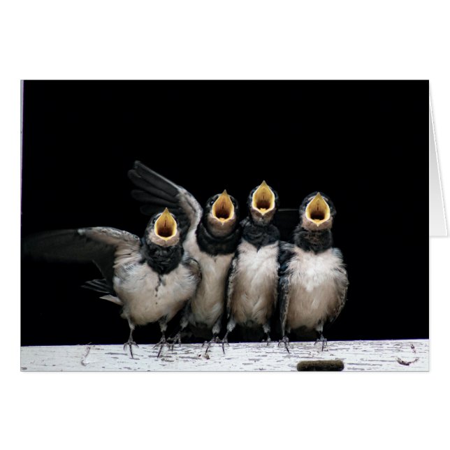 Barn Swallow Singing (Vorderseite (Horizontal))