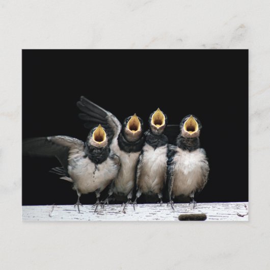 Barn Swallow Singing Postkarte (Vorderseite)