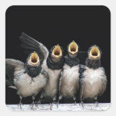 Barn Swallow Singing Quadratischer Aufkleber (Vorderseite)