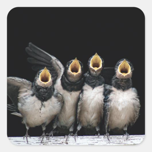 Barn Swallow Singing Quadratischer Aufkleber (Vorderseite)