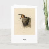 Barn Swallow von Audubons Vögeln in Amerika Karte (Rückseite)