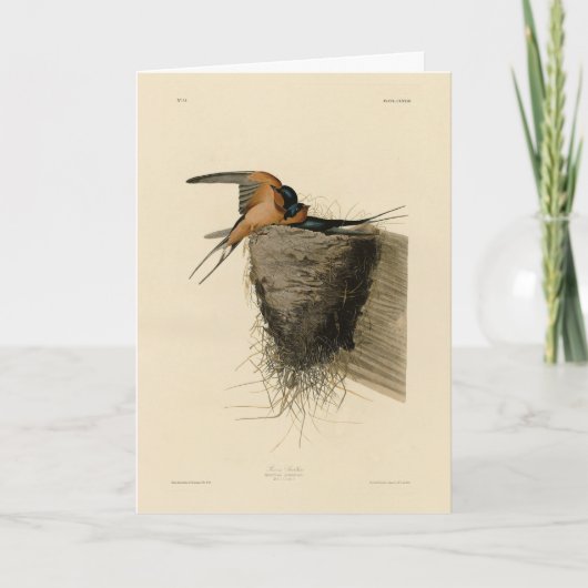 Barn Swallow von Audubons Vögeln in Amerika Karte (Vorderseite)