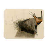 Barn Swallow von Audubons Vögeln in Amerika Magnet (Horizontal)