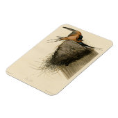 Barn Swallow von Audubons Vögeln in Amerika Magnet (Linke Seite)