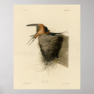 Barn Swallow von Audubons Vögeln in Amerika Poster