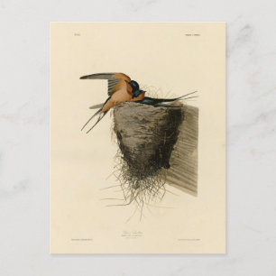Barn Swallow von Audubons Vögeln in Amerika Postkarte