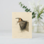 Barn Swallow von Audubons Vögeln in Amerika Postkarte (Stehend Vorderseite)