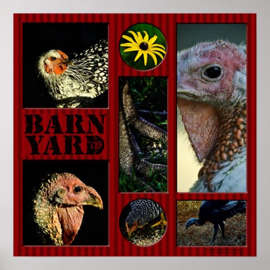 Barn Yard Montage Poster (Vorne)