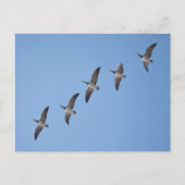 Barnacle Gese Postkarte (Vorderseite)