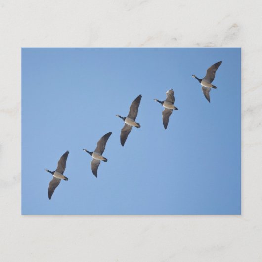 Barnacle Gese Postkarte (Vorderseite)