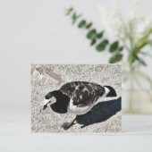 Barnacle Goose Animal Postkarte (Stehend Vorderseite)