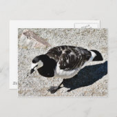 Barnacle Goose Animal Postkarte (Vorne/Hinten)