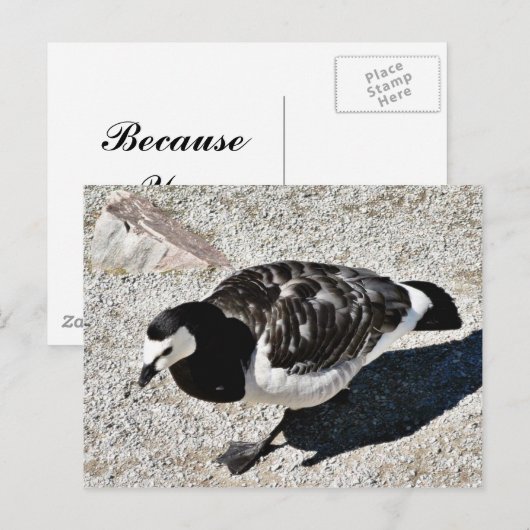Barnacle Goose Animal Postkarte (Vorne/Hinten)