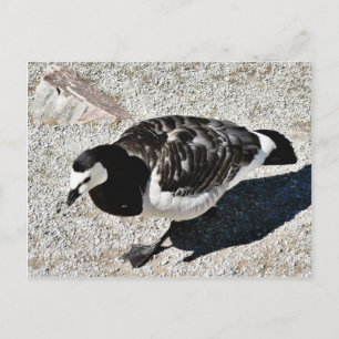 Barnacle Goose Animal Postkarte