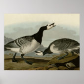 Barnacle Goose Poster (Vorne)