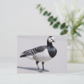 Barnacle Goose Postkarte (Stehend Vorderseite)
