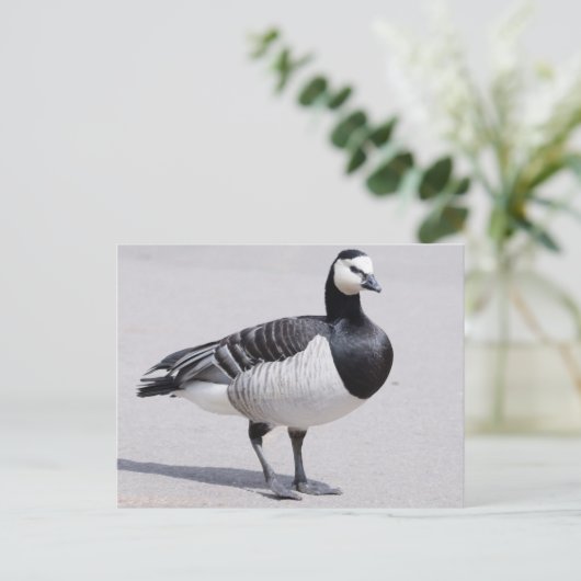 Barnacle Goose Postkarte (Stehend Vorderseite)