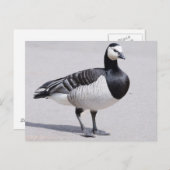 Barnacle Goose Postkarte (Vorne/Hinten)