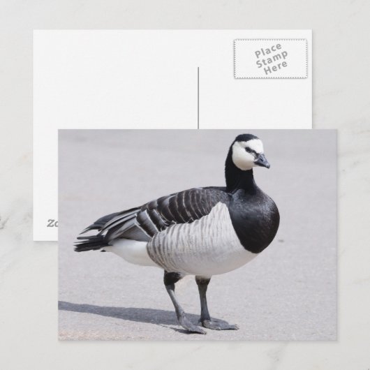Barnacle Goose Postkarte (Vorne/Hinten)