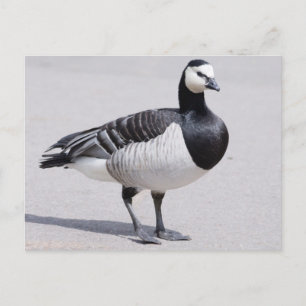 Barnacle Goose Postkarte