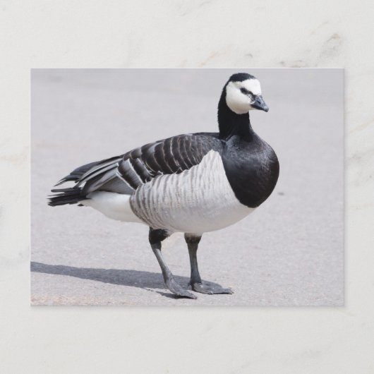 Barnacle Goose Postkarte (Vorderseite)