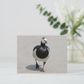 Barnacle Goose Postkarte (Stehend Vorderseite)