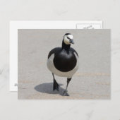 Barnacle Goose Postkarte (Vorne/Hinten)
