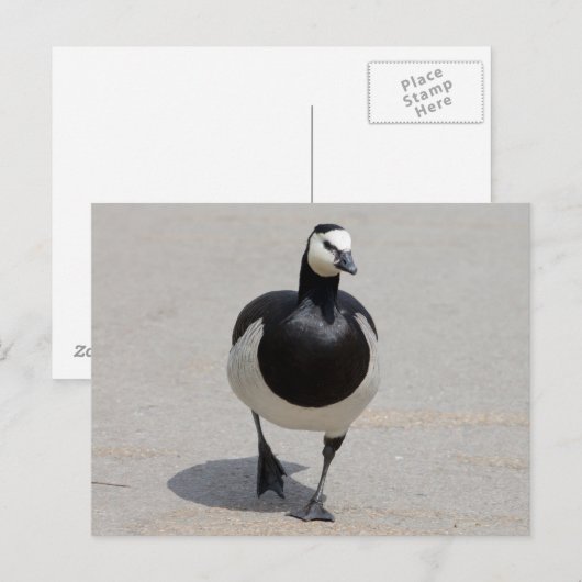 Barnacle Goose Postkarte (Vorne/Hinten)