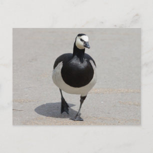Barnacle Goose Postkarte