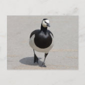 Barnacle Goose Postkarte (Vorderseite)