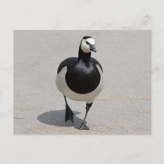 Barnacle Goose Postkarte (Vorderseite)
