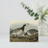 Barnacle Goose Postkarte (Stehend Vorderseite)