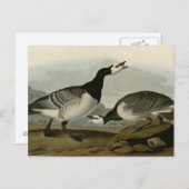 Barnacle Goose Postkarte (Vorne/Hinten)