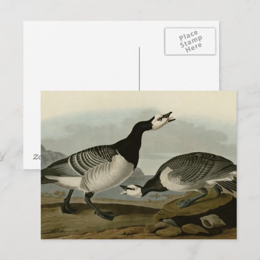 Barnacle Goose Postkarte (Vorne/Hinten)