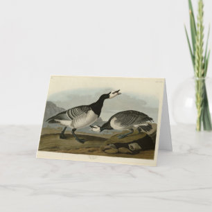 Barnacle Goose - von Audubons Vögeln Amerikas Karte