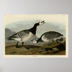 Barnacle Goose - von Audubons Vögeln Amerikas Poster