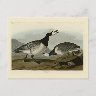 Barnacle Goose - von Audubons Vögeln Amerikas Postkarte