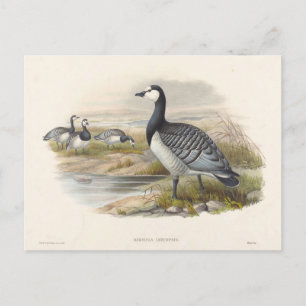 Barnacle Goose von Joseph Wolf Postkarte