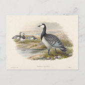 Barnacle Goose von Joseph Wolf Postkarte (Vorderseite)